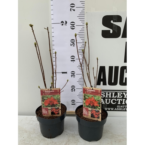 77 - TWO RHODODENDRON KNAPHILL LUTEUM BRIGHT RED 'FANAL' IN BUD. IN 2 LTR POTS, APPROX 60CM IN HEIGHT. TO... 