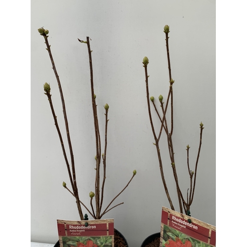 77 - TWO RHODODENDRON KNAPHILL LUTEUM BRIGHT RED 'FANAL' IN BUD. IN 2 LTR POTS, APPROX 60CM IN HEIGHT. TO... 