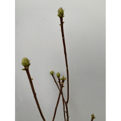 77 - TWO RHODODENDRON KNAPHILL LUTEUM BRIGHT RED 'FANAL' IN BUD. IN 2 LTR POTS, APPROX 60CM IN HEIGHT. TO... 