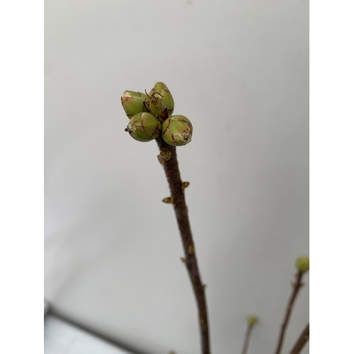 77 - TWO RHODODENDRON KNAPHILL LUTEUM BRIGHT RED 'FANAL' IN BUD. IN 2 LTR POTS, APPROX 60CM IN HEIGHT. TO... 