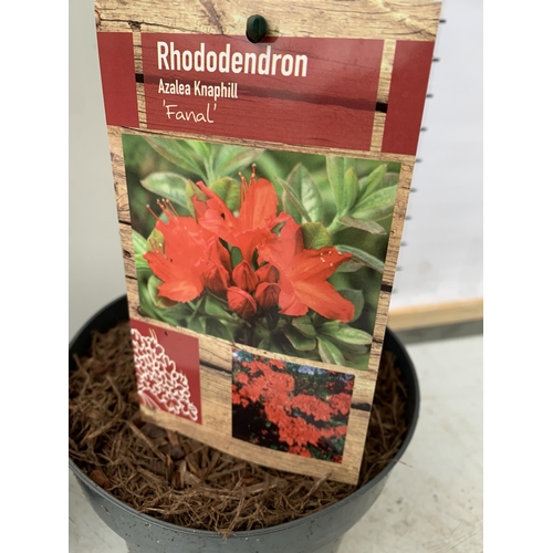 77 - TWO RHODODENDRON KNAPHILL LUTEUM BRIGHT RED 'FANAL' IN BUD. IN 2 LTR POTS, APPROX 60CM IN HEIGHT. TO... 