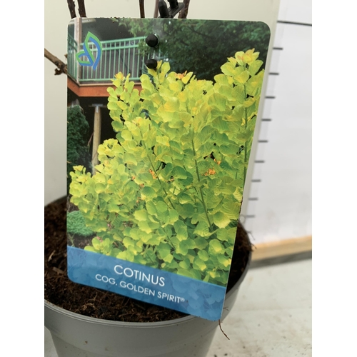 80 - TWO COTINUS COGGYGRIA 'GOLDEN SPIRIT' GOLDEN LEAVED SMOKE BUSH. DECIDUOUS IN 2 LTR POTS, APPROX 40CM... 