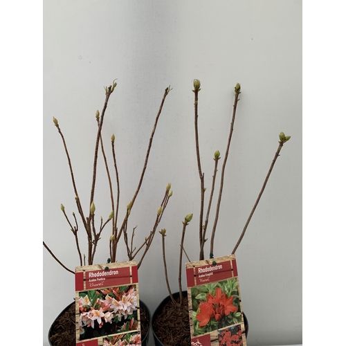 83 - TWO RHODODENDRON KNAPHILL RED 'FANAL' AND CREAM/ ORANGE 'CHANEL' IN BUD. IN 2 LTR POTS, APPROX 60CM ... 