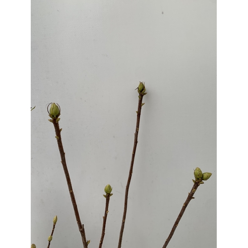 83 - TWO RHODODENDRON KNAPHILL RED 'FANAL' AND CREAM/ ORANGE 'CHANEL' IN BUD. IN 2 LTR POTS, APPROX 60CM ... 