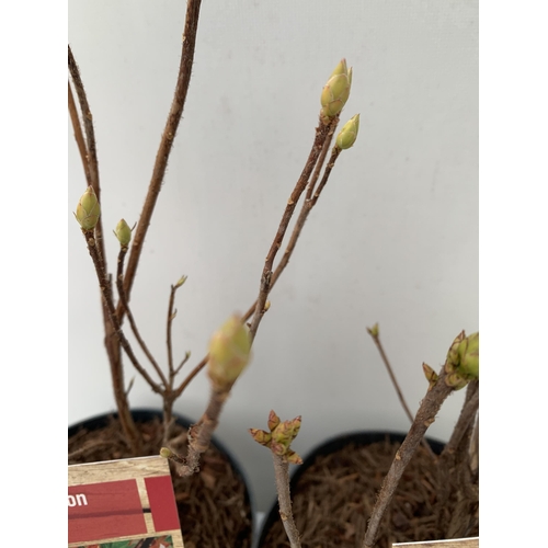 83 - TWO RHODODENDRON KNAPHILL RED 'FANAL' AND CREAM/ ORANGE 'CHANEL' IN BUD. IN 2 LTR POTS, APPROX 60CM ... 