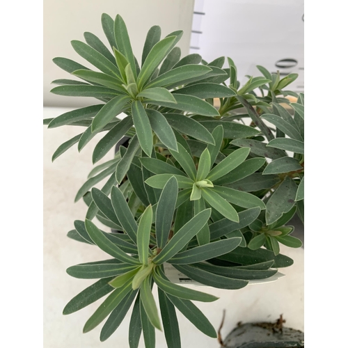 85 - THREE EUPHORBIA CHARACIAS IN 'MINERS MERLOT' AND 'WULFENII'. IN 2.5 LTR POTS, APPROX 40CM IN HEIGHT.... 