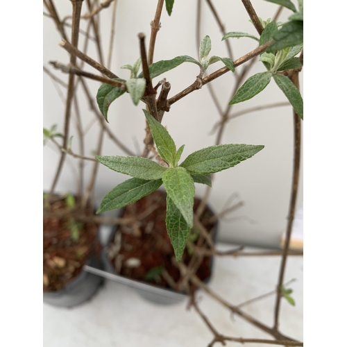 88 - TWO BUDDLEIA DAVIDII 'WHITE PROFUSION'. APPROX 50CM TALL IN 2 LTR POTS, TO BE SOLD FOR THE TWO