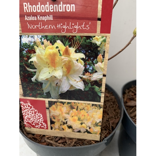 96 - TWO RHODODENDRON KNAPHILL LUTEUM WHITE 'NORTHERN LIGHTS' AND PINK 'JOLIE MADAME' IN BUD. IN 2 LTR PO... 