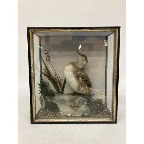 70 - A TAXIDERMY BIRD IN A GLASS CASE