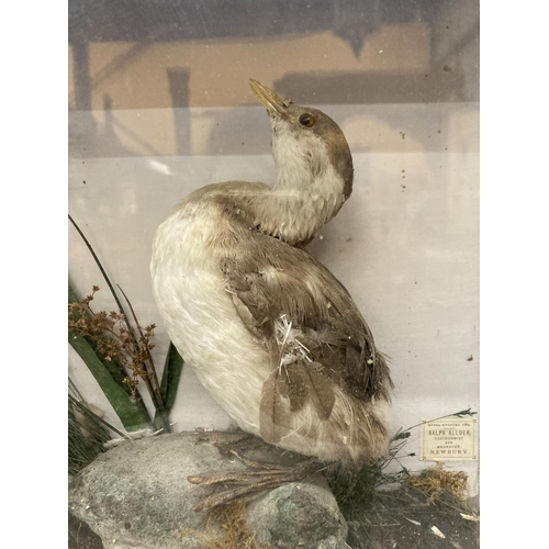 70 - A TAXIDERMY BIRD IN A GLASS CASE