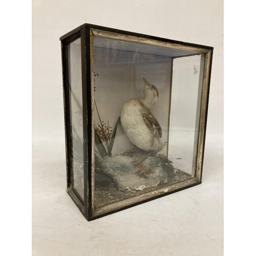 70 - A TAXIDERMY BIRD IN A GLASS CASE