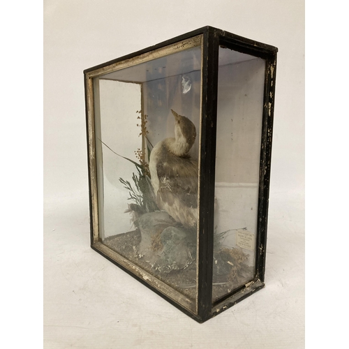 70 - A TAXIDERMY BIRD IN A GLASS CASE