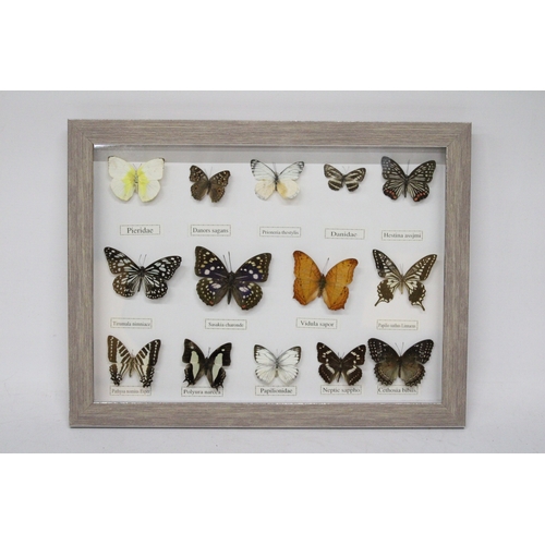 101A - FOURTEEN FRAMED BUTTERFLIES