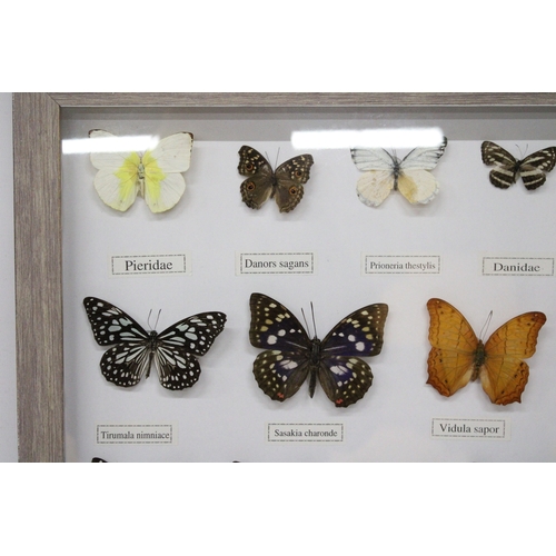 101A - FOURTEEN FRAMED BUTTERFLIES