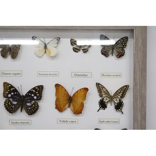 101A - FOURTEEN FRAMED BUTTERFLIES