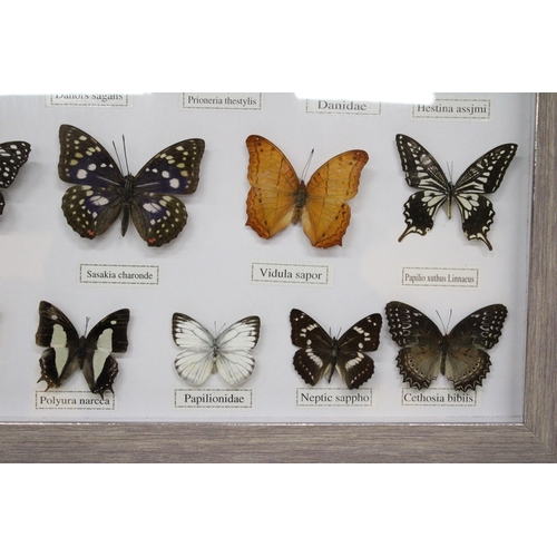 101A - FOURTEEN FRAMED BUTTERFLIES