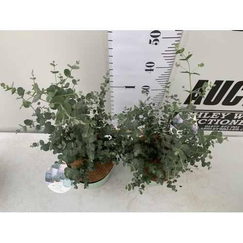 13 - TWO EUCALYPTUS GUNNI 'FRESH LOUIS', CIDER GUM IN 3 LTR POTS. APPROX 60CM IN HEIGHT, TO BE SOLD FOR T... 