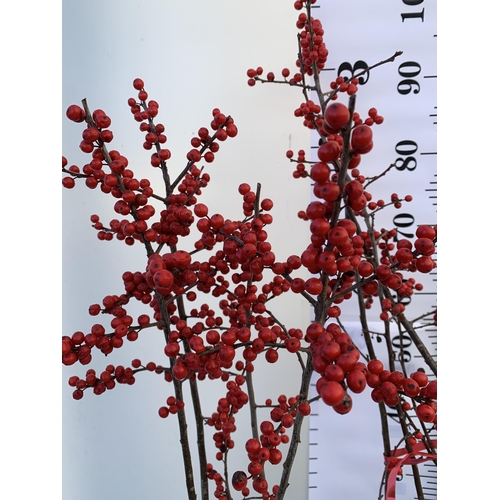 24 - 2 LARGE HOLLY ILEX VERTICILLATA WINTERBERRY IN 5 LTR POTS. APPROX A METRE TALL LADEN WITH RED BERRIE... 