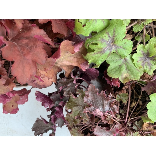 16 - THREE VARIOUS HEUCHERA TO INCLUDE ART NOUVEAU, BLACK BEAUTY AND CRANBERRY. IN TWO LITRE POTS 30-40CM... 