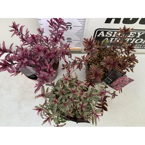 18 - THREE MIXED MAGIC COLOUR HEBES, 'BLONDIE', 'BURNING HEART' AND 'WILD ROMANCE'. IN 2 LTR POTS, BRIGHT... 