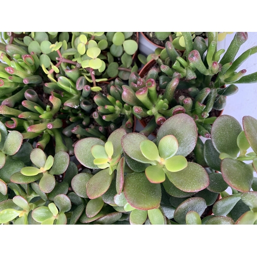 20 - EIGHTEEN MIXED CRASSULA SUCCULENT PLANTS IN 9CM POTS ON A TRAY. BETWEEN 10-20CM IN HEIGHT TO BE SOLD... 