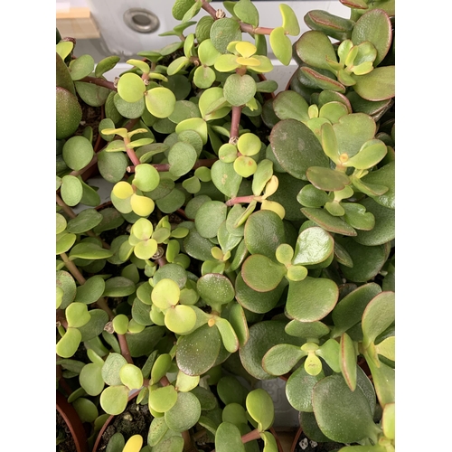 20 - EIGHTEEN MIXED CRASSULA SUCCULENT PLANTS IN 9CM POTS ON A TRAY. BETWEEN 10-20CM IN HEIGHT TO BE SOLD... 