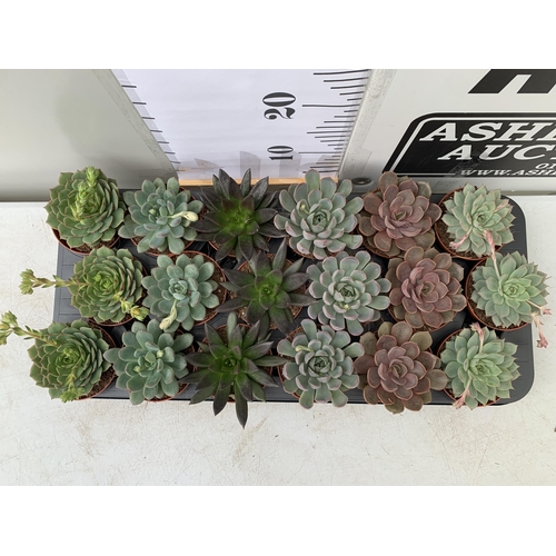 30 - EIGHTEEN ECHEVERIA SUCCULENTS IN MIXED COLOURS AND VARIETIES. ON A TRAY IN 9CM POTS. TO BE SOLD FOR ... 