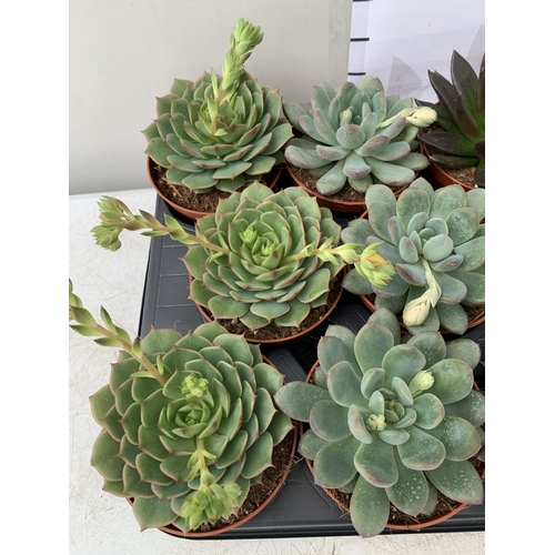 30 - EIGHTEEN ECHEVERIA SUCCULENTS IN MIXED COLOURS AND VARIETIES. ON A TRAY IN 9CM POTS. TO BE SOLD FOR ... 