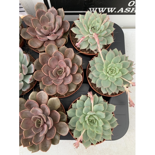 30 - EIGHTEEN ECHEVERIA SUCCULENTS IN MIXED COLOURS AND VARIETIES. ON A TRAY IN 9CM POTS. TO BE SOLD FOR ... 