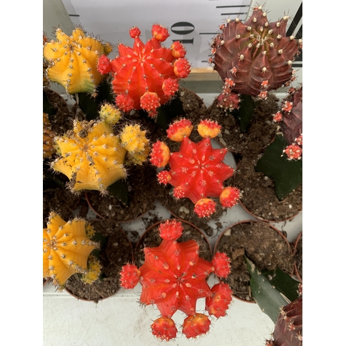 34 - EIGHTEEN MOON CACTUS GYMNOCALYCIUM MIHANOVICHII IN 9CM POTS ON A TRAY. BRIGHTLY COLOURED MIXED VARIE... 