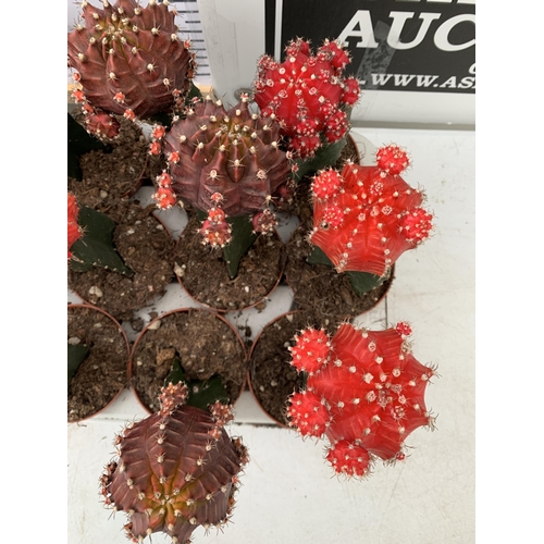 34 - EIGHTEEN MOON CACTUS GYMNOCALYCIUM MIHANOVICHII IN 9CM POTS ON A TRAY. BRIGHTLY COLOURED MIXED VARIE... 