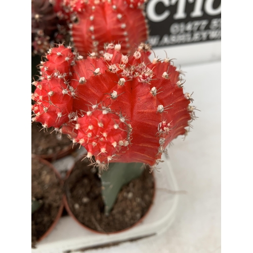 34 - EIGHTEEN MOON CACTUS GYMNOCALYCIUM MIHANOVICHII IN 9CM POTS ON A TRAY. BRIGHTLY COLOURED MIXED VARIE... 