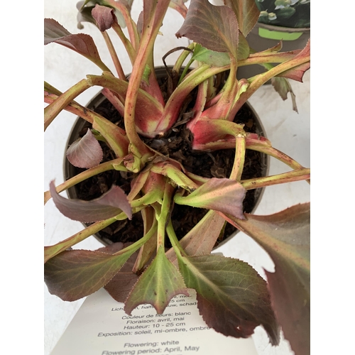 38 - THREE BERGENIAS 'BRESSINGHAM WHITE' ELEPHANTS EARS IN 2 LTR POTS. APPROX 30CM IN HEIGHT, HAVE WHITE ... 