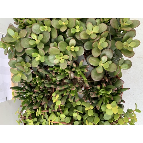 40 - EIGHTEEN MIXED CRASSULA SUCCULENT PLANTS IN 9CM POTS ON A TRAY. BETWEEN 10-20CM IN HEIGHT TO BE SOLD... 