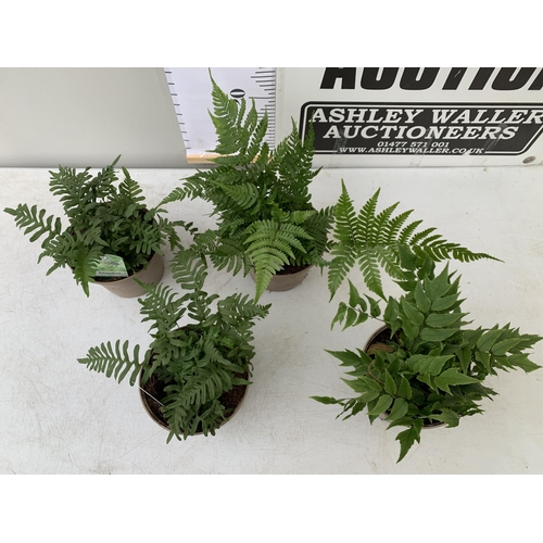 42 - FOUR MIXED VARIETIES OF FERNS TO INCLUDE POLYPODIUM, CYRTOMIUM AND DRYOPTERIS IN 2 LTR POTS. APPROX ... 