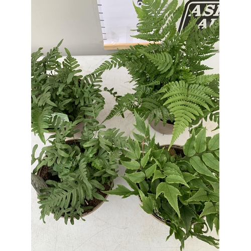 42 - FOUR MIXED VARIETIES OF FERNS TO INCLUDE POLYPODIUM, CYRTOMIUM AND DRYOPTERIS IN 2 LTR POTS. APPROX ... 