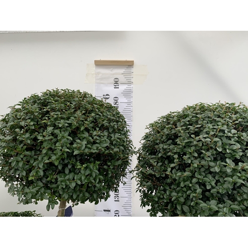 44 - A PAIR OF LARGE TRI BALL POM POM LIGUSTRUM JONANDRUM TREES IN A 35 LITRE POT. APPROX 2 METRES TALL, ... 