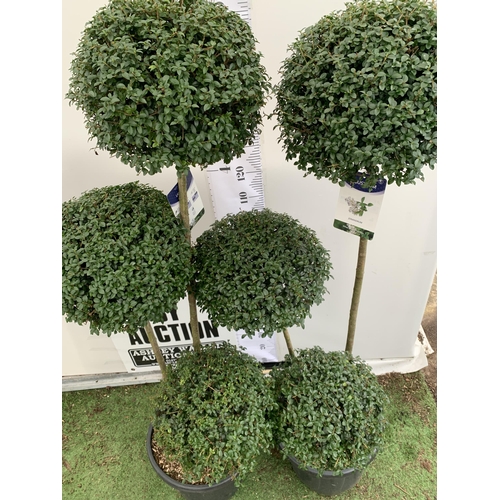 44 - A PAIR OF LARGE TRI BALL POM POM LIGUSTRUM JONANDRUM TREES IN A 35 LITRE POT. APPROX 2 METRES TALL, ... 