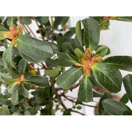 47 - TWO AZALEA JAPONICA STANDARD TREE DEEP PINK 'VIOLETTA'. APPROX 80CM IN HEIGHT IN 4 LTR POTS, TO BE S... 