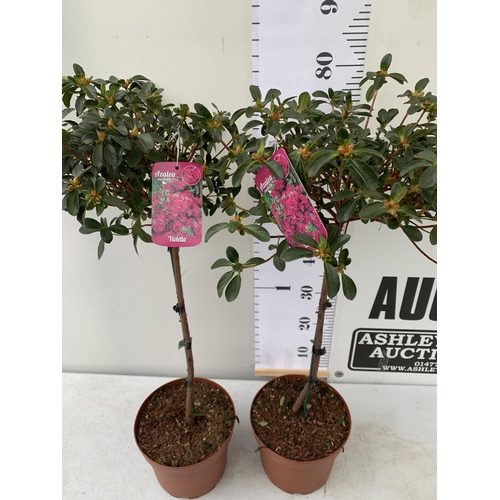 47 - TWO AZALEA JAPONICA STANDARD TREE DEEP PINK 'VIOLETTA'. APPROX 80CM IN HEIGHT IN 4 LTR POTS, TO BE S... 