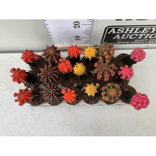 48 - EIGHTEEN MOON CACTUS GYMNOCALYCIUM MIHANOVICHII IN 9CM POTS ON A TRAY. BRIGHTLY COLOURED MIXED VARIE... 