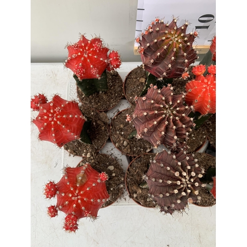 48 - EIGHTEEN MOON CACTUS GYMNOCALYCIUM MIHANOVICHII IN 9CM POTS ON A TRAY. BRIGHTLY COLOURED MIXED VARIE... 