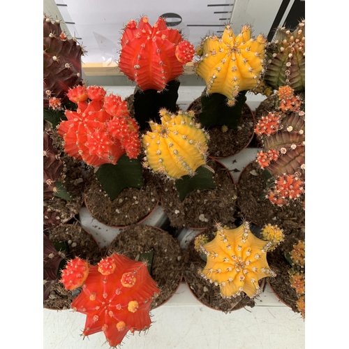 48 - EIGHTEEN MOON CACTUS GYMNOCALYCIUM MIHANOVICHII IN 9CM POTS ON A TRAY. BRIGHTLY COLOURED MIXED VARIE... 