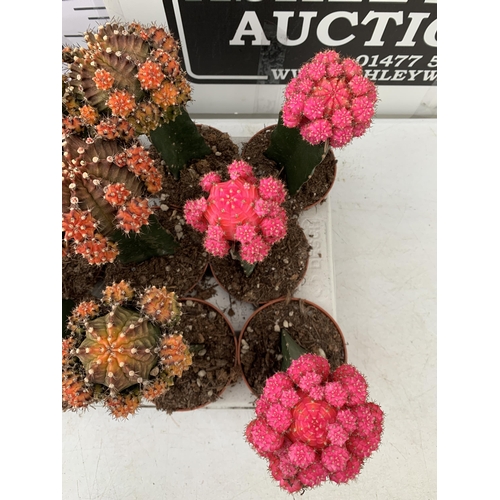 48 - EIGHTEEN MOON CACTUS GYMNOCALYCIUM MIHANOVICHII IN 9CM POTS ON A TRAY. BRIGHTLY COLOURED MIXED VARIE... 