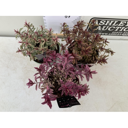 54 - THREE MIXED MAGIC COLOUR HEBES, 'BLONDIE', 'BURNING HEART' AND 'WILD ROMANCE'. IN 2 LTR POTS, BRIGHT... 