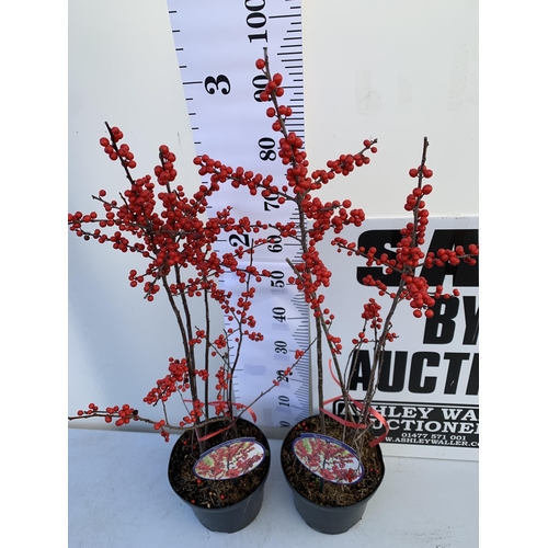 55 - 2 LARGE HOLLY ILEX VERTICILLATA WINTERBERRY IN 5 LTR POTS. OVER A METRE TALL LADEN WITH BRIGHT RED B... 