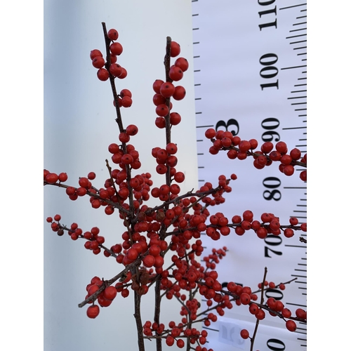 55 - 2 LARGE HOLLY ILEX VERTICILLATA WINTERBERRY IN 5 LTR POTS. OVER A METRE TALL LADEN WITH BRIGHT RED B... 