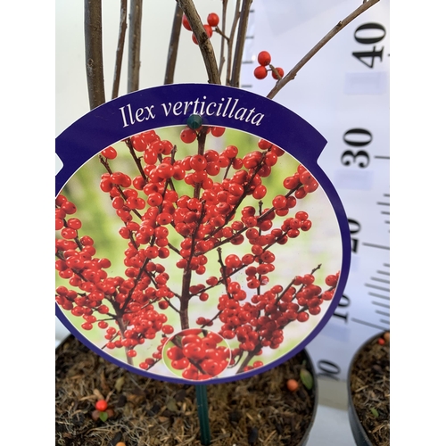 55 - 2 LARGE HOLLY ILEX VERTICILLATA WINTERBERRY IN 5 LTR POTS. OVER A METRE TALL LADEN WITH BRIGHT RED B... 