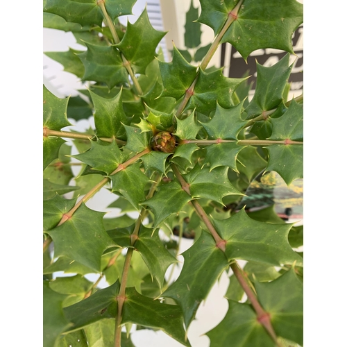 57 - TWO MAHONIA MEDIA 'CHARITY' PLANTS IN 5 LTR POTS. APPROX 50CM IN HEIGHT TO BE SOLD FOR THE TWO