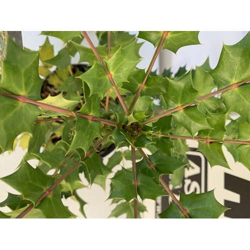 57 - TWO MAHONIA MEDIA 'CHARITY' PLANTS IN 5 LTR POTS. APPROX 50CM IN HEIGHT TO BE SOLD FOR THE TWO